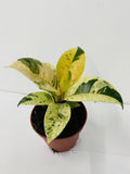 Baby/4" Ficus Shiveriana Variegated