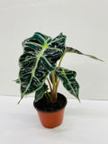 4"/6" Alocasia Polly (African Mask)