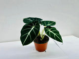 4"/6" Alocasia Black Velvet