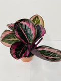 4" Calathea Rosceapicta Jessey Princess