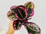 4" Calathea Rosceapicta Jessey Princess