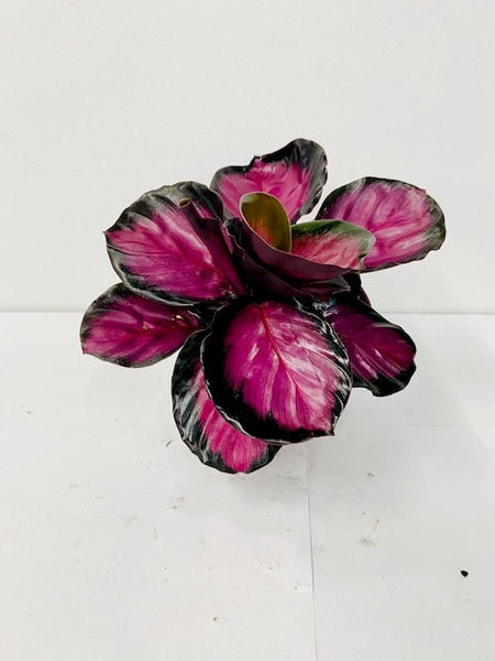 Calathea Rosceapicta 