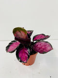 4" Calathea Rosceapicta "Rosy"