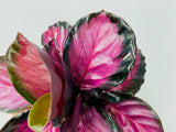 4" Calathea Rosceapicta "Rosy"