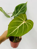 Baby Plant/4" Philodendron Gloriosum