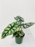 4"/6" Alocasia Silver Dragon *RARE COLLECTIBLES*