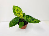 4" Homalonema Hoalisi/Camouflage