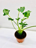 4" Alocasia "Triangularis"