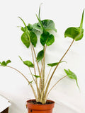 Baby Plant/4" Alocasia Stingray