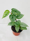 Baby Philodendron Sodiroi