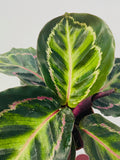 4" Calathea Rosceapicta Ilustris