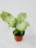 Baby Plant/4" Syngonium Milk Confetti