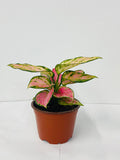 4"/6" Aglaonema Chinese Evergreen "CHERRY"