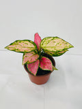 4"/6" Aglaonema Chinese Evergreen "CHERRY"