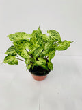 Baby Plant/4" Syngonium "Batik"