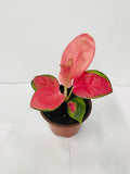 4" Aglaonema "Pink Pearl"