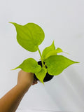 4" Alocasia Cucullata Yellow Tail