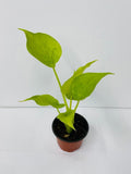 4" Alocasia Cucullata Yellow Tail