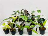 BECOOL 2" Plants "Medium Package"