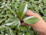 Baby Plant Philodendron White knight