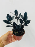 4"/6" Zamioculcas Black ZZ
