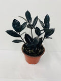 4"/6" Zamioculcas Black ZZ