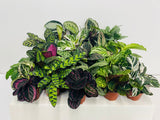 4" Calathea Mystery Box "Special"