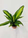 Baby Dracaena Giganta