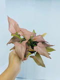 4" Syngonium Pink Perfection "Cherry"