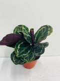 Baby Plant 4"/6" Calathea Medallion