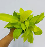 4"/6" Philodendron Lemon Lime