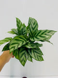 6" Calathea Concinna 'Freddie'