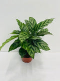 6" Calathea Concinna 'Freddie'
