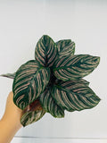 Baby Plant/4"/6" Calathea Ornata (PINK STRIPPED)