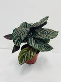 Baby Plant/4"/6" Calathea Ornata (PINK STRIPPED)