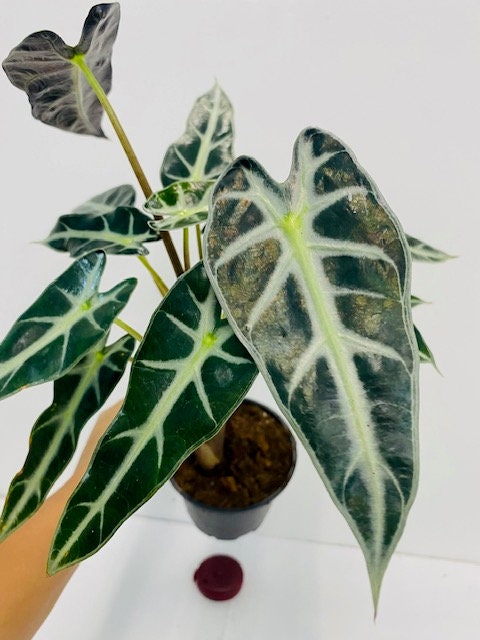 4"/6" Alocasia Bambino