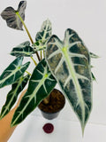 4"/6" Alocasia Bambino