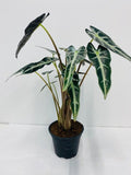 4"/6" Alocasia Bambino