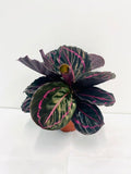 4" Calathea Rosceapicta "Dottie"