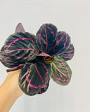 4" Calathea Rosceapicta "Dottie"