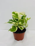 4" Pothos N joy "Pearl and Jade"