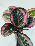 4" Calathea Rosceapicta Jessey Princess