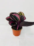 4" Calathea Rosceapicta Jessey Princess