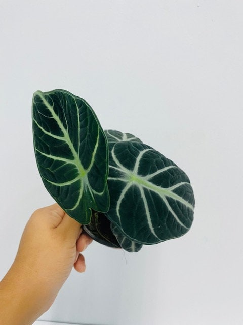 Baby plant/4" Alocasia Ninja