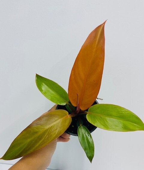 Baby Plant/4" Philodendron Sun red