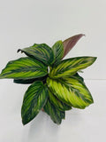 Baby Plant/4"/6" Calathea Beauty Star