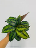 Baby Plant/4"/6" Calathea Beauty Star