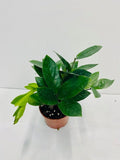 4"/6" Zamioculcas ZZ Plant