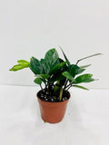4"/6" Zamioculcas ZZ Plant