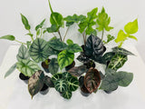 2" Pot Alocasia Mystery Box? "Easy House Plants"